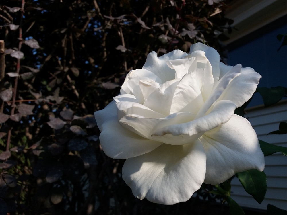 Фотографія Вечірня троянда. / Павло Філіпенков / photographers.ua