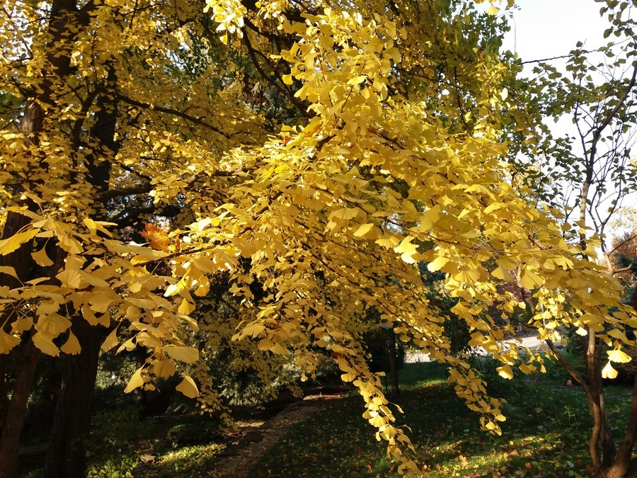 Фотографія Осінній гінкго. / Павло Філіпенков / photographers.ua