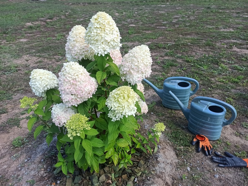 Фотографія Гортензії / Павло Філіпенков / photographers.ua