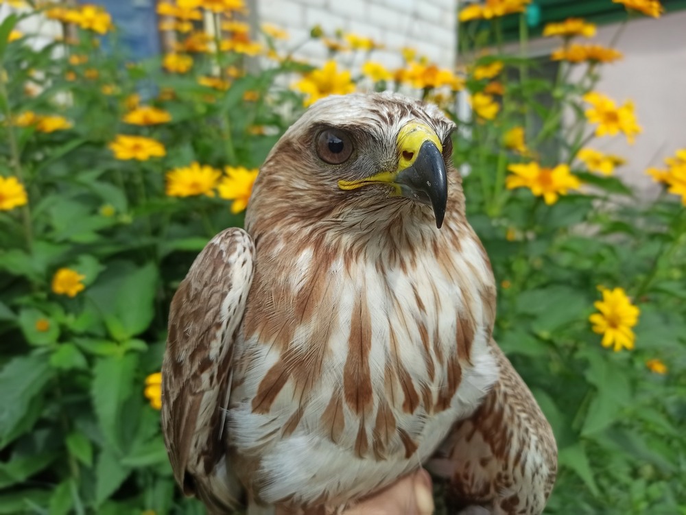 Фотографія Цінувальник квітів.. / Павло Філіпенков / photographers.ua