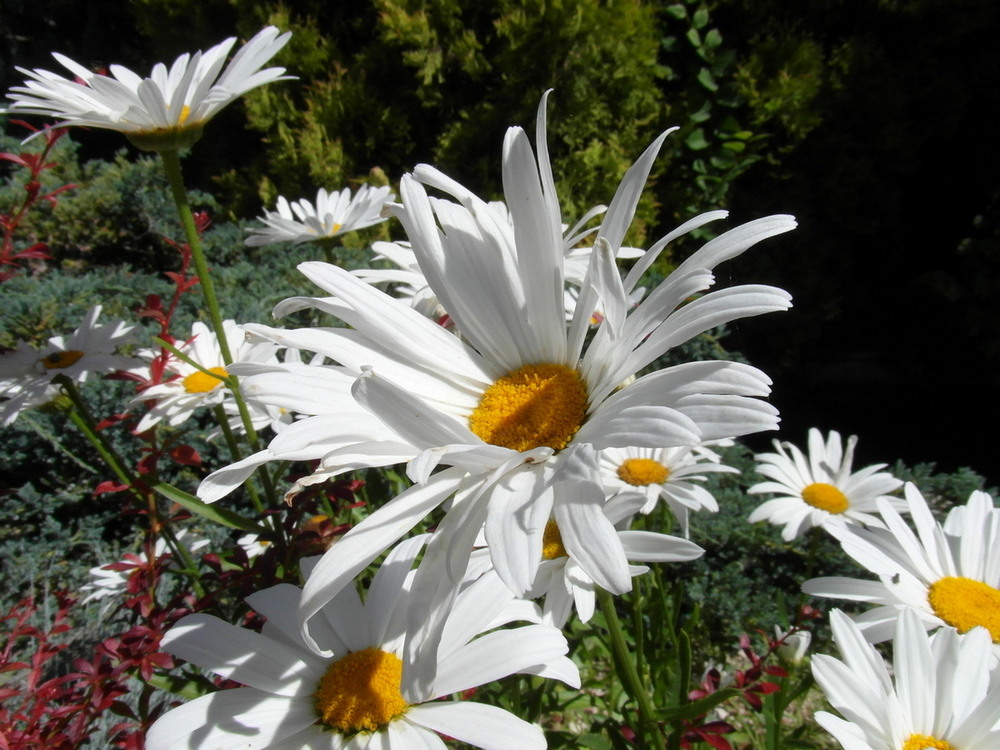 Фотографія Ромашки. / Павло Філіпенков / photographers.ua