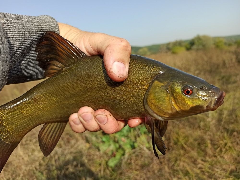 Фотографія Гарненький .. / Павло Філіпенков / photographers.ua