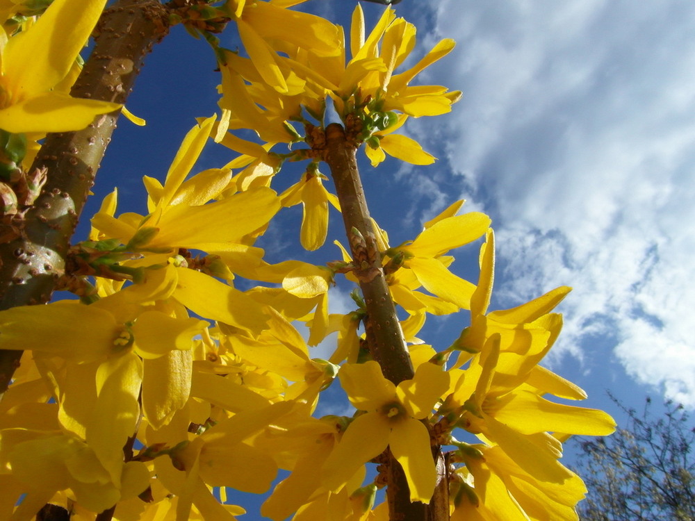 Фотографія Форцизія. / Павло Філіпенков / photographers.ua