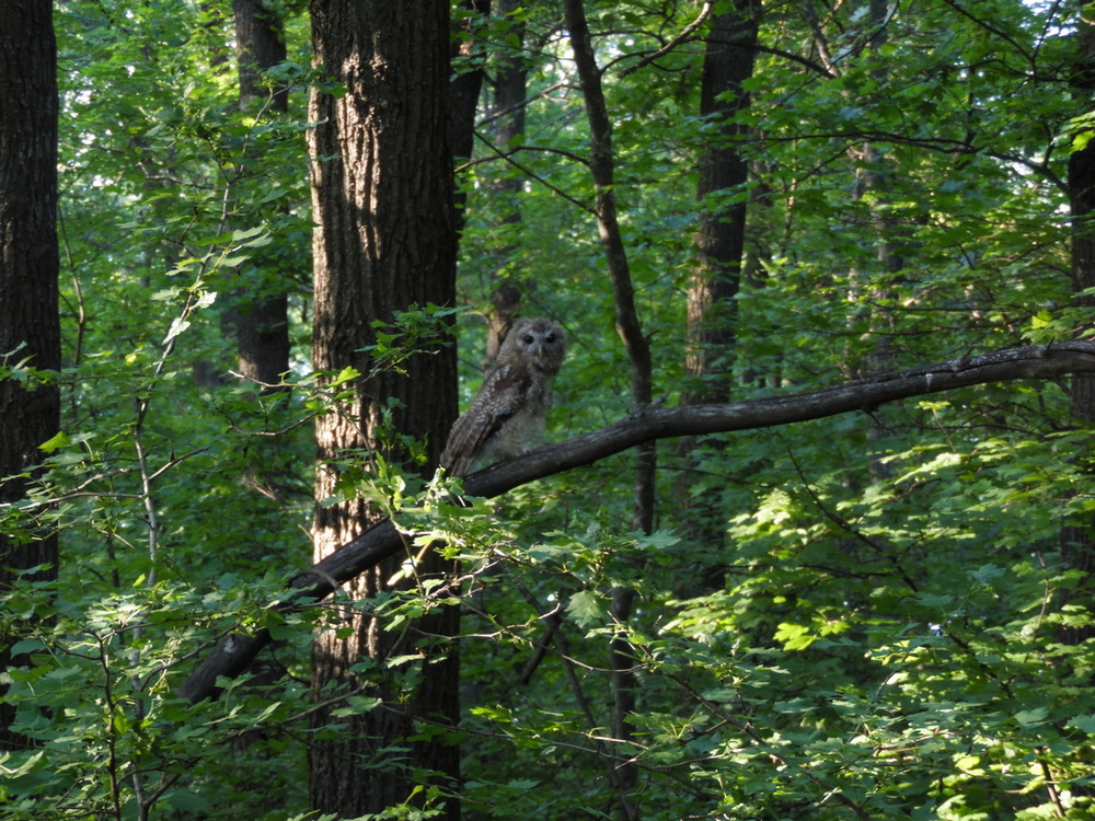 Фотографія Господиня весняного лісу. / Павло Філіпенков / photographers.ua