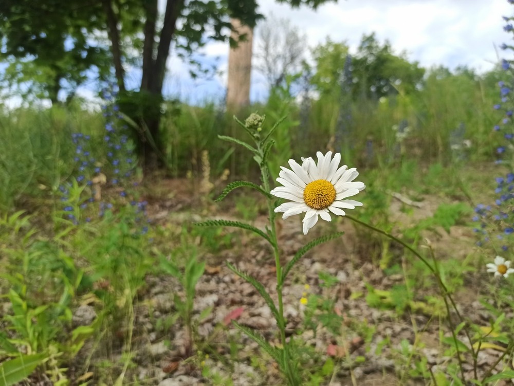 Фотографія Польова ромашка. / Павло Філіпенков / photographers.ua