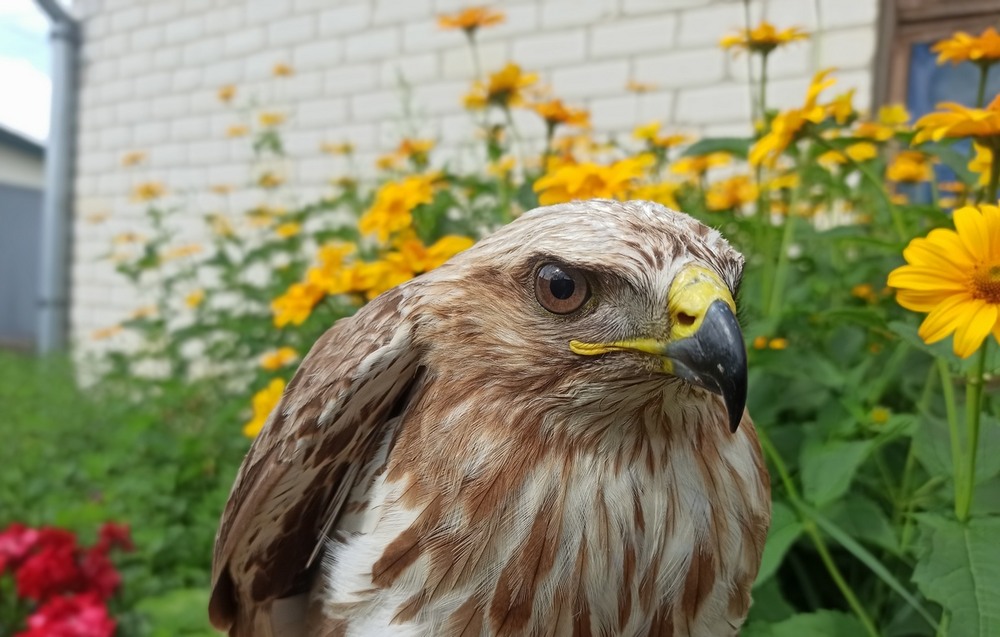 Фотографія Східний канюк. / Павло Філіпенков / photographers.ua