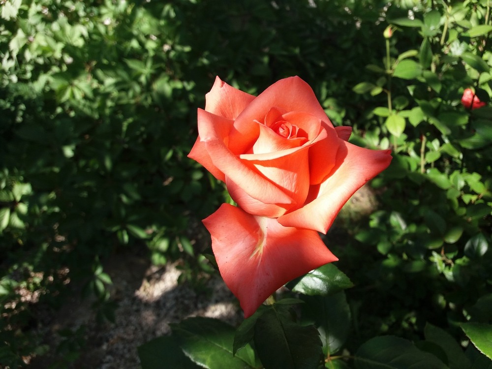 Фотографія "Настрій..". / Павло Філіпенков / photographers.ua