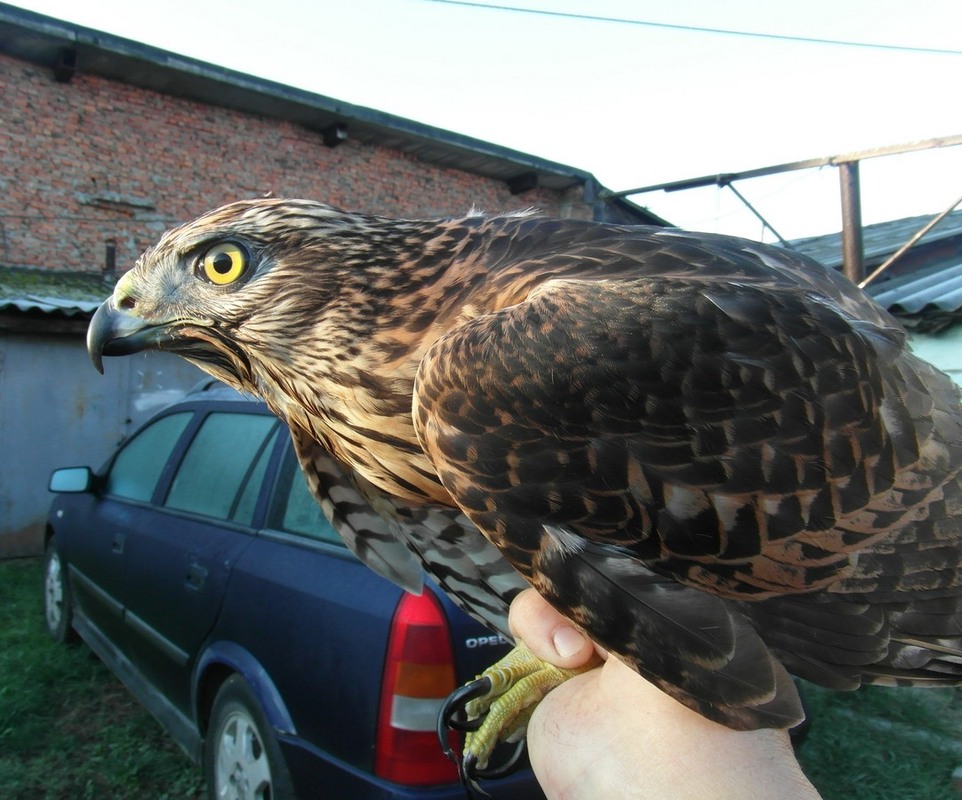 Фотографія Ранкова прогулянка. / Павло Філіпенков / photographers.ua