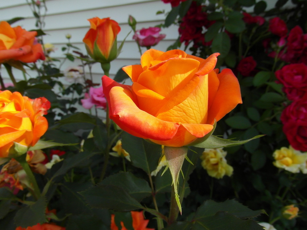 Фотографія Ранкове пробудження троянд. / Павло Філіпенков / photographers.ua