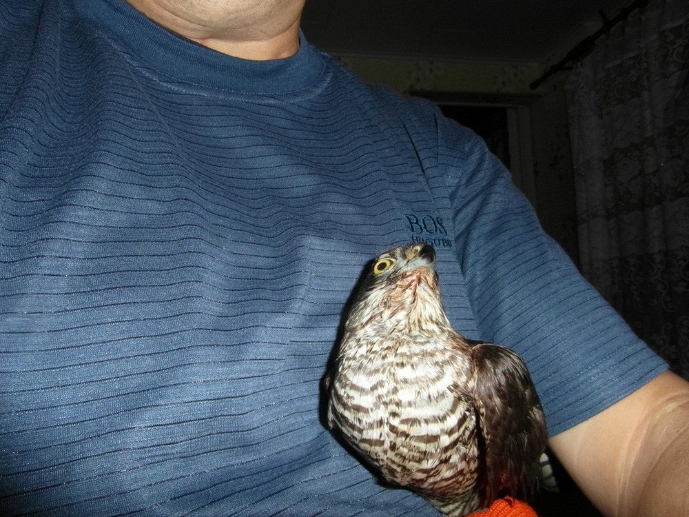 Фотографія Підлабузник.. / Павло Філіпенков / photographers.ua