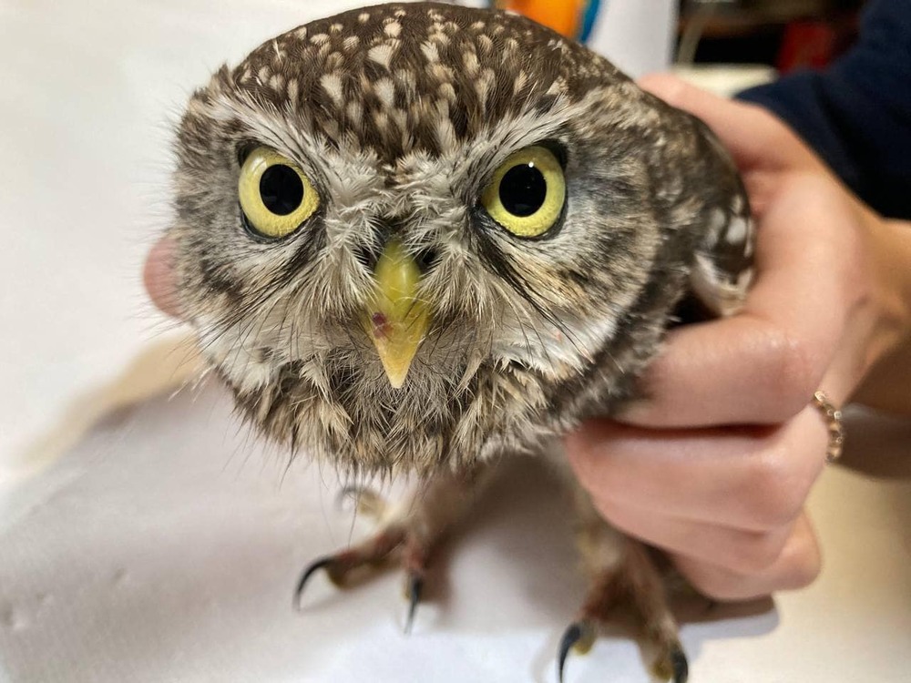 Фотографія Сич "Тімка". / Павло Філіпенков / photographers.ua