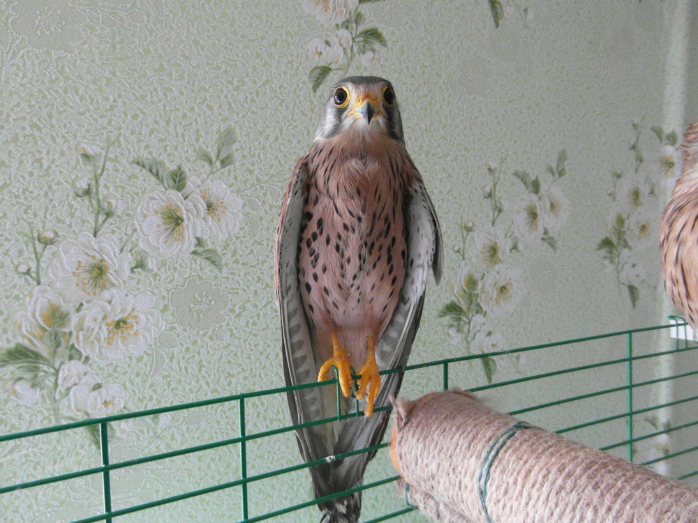 Фотографія Посиділки перед відпусканням на волю боривітра. / Павло Філіпенков / photographers.ua