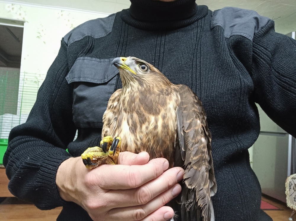 Фотографія "Німа розмова з канюком.." / Павло Філіпенков / photographers.ua