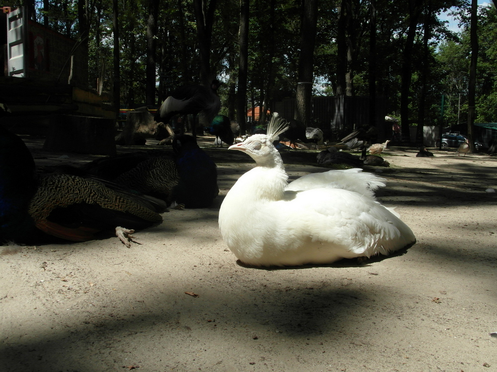 Фотографія Під ранковим сонечком.. / Павло Філіпенков / photographers.ua