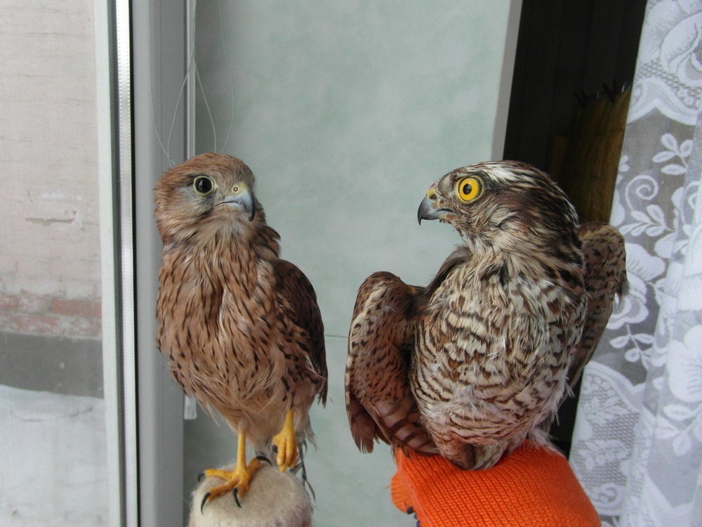 Фотографія Знайомство.. / Павло Філіпенков / photographers.ua