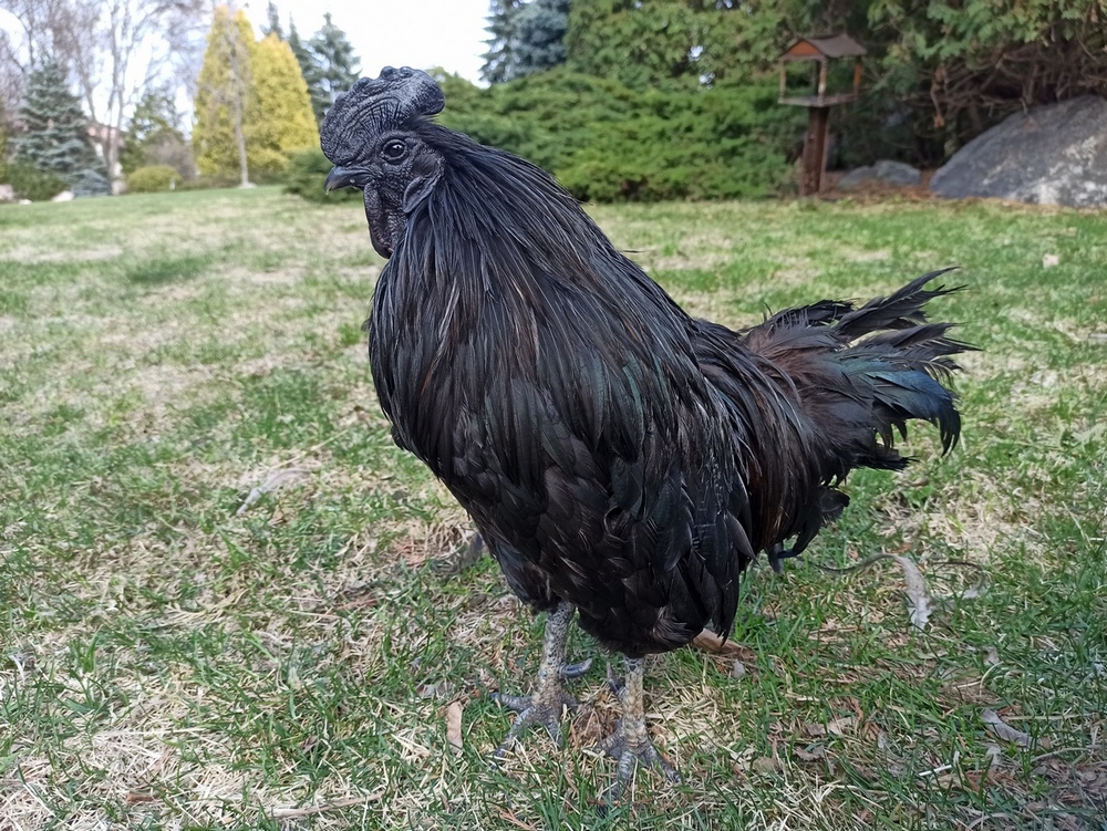 Фотографія Чорний півень.. / Павло Філіпенков / photographers.ua