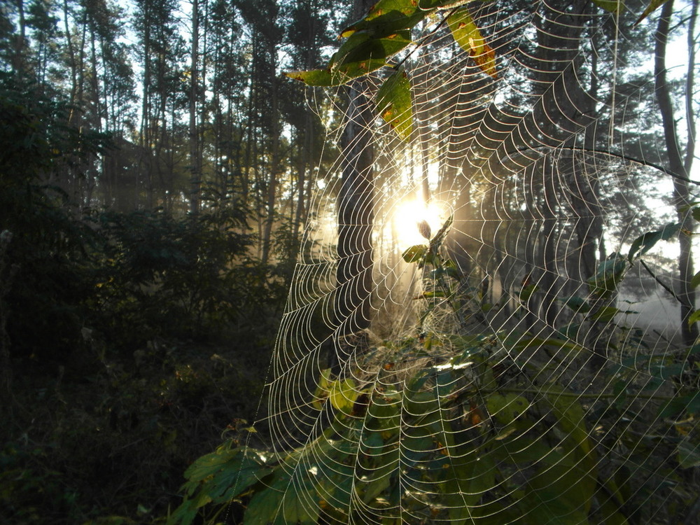 Фотографія Солнце в ловушке паука. / Павло Філіпенков / photographers.ua