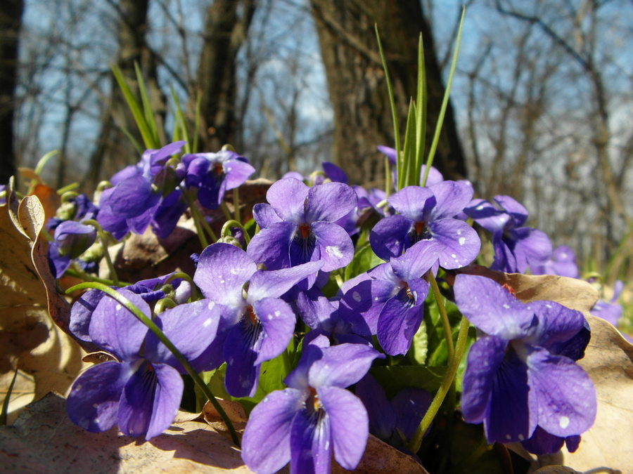 Фотографія Лісні фіалки. / Павло Філіпенков / photographers.ua