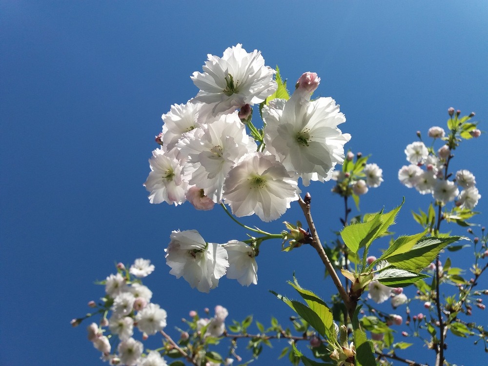 Фотографія "Сонячні" квіти на деревах. / Павло Філіпенков / photographers.ua
