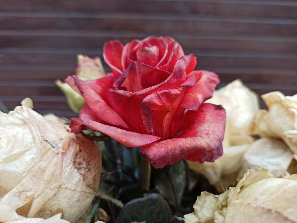 Фотографія Зазтигші в часу.. / Павло Філіпенков / photographers.ua