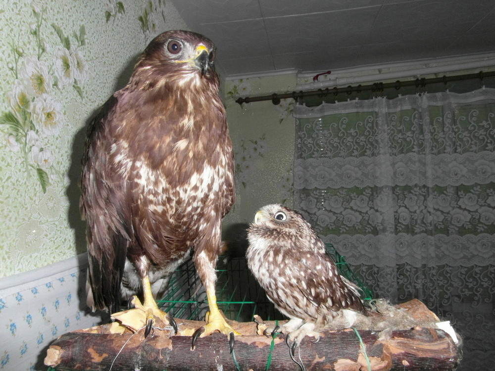 Фотографія Діалог двох ..,"друзяк". / Павло Філіпенков / photographers.ua