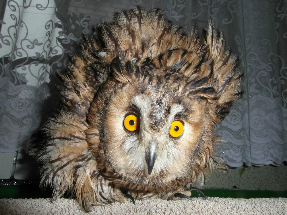 Фотографія Захист вухатої сови. / Павло Філіпенков / photographers.ua