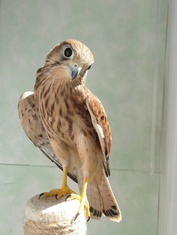 Фотографія Під ранковим сонечком.. / Павло Філіпенков / photographers.ua