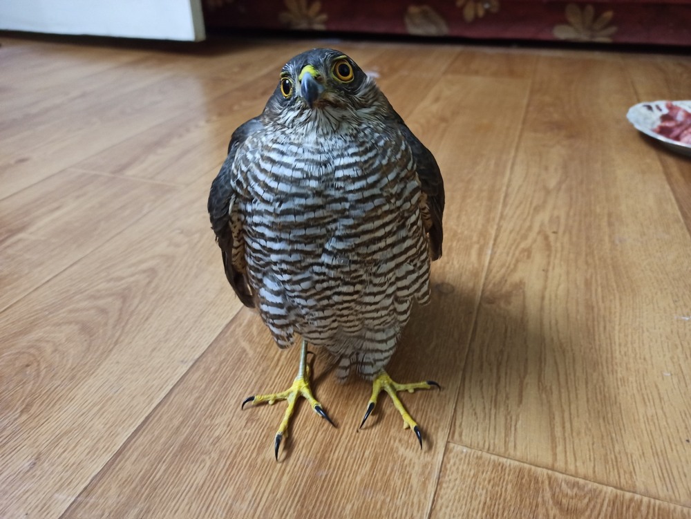 Фотографія Перепелятник "Марися". / Павло Філіпенков / photographers.ua