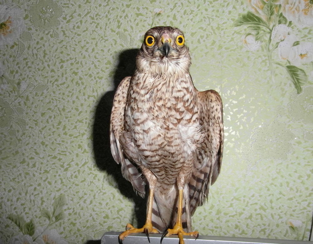 Фотографія "Ми вже прокинулись". / Павло Філіпенков / photographers.ua