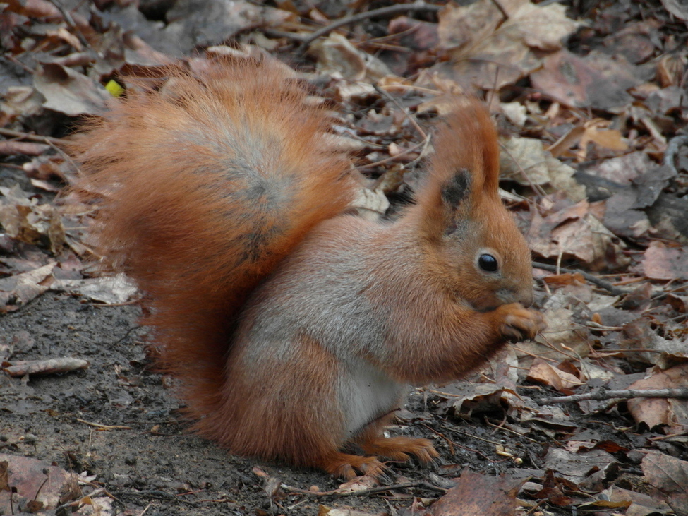 Фотографія Солодкі горішки.. / Павло Філіпенков / photographers.ua