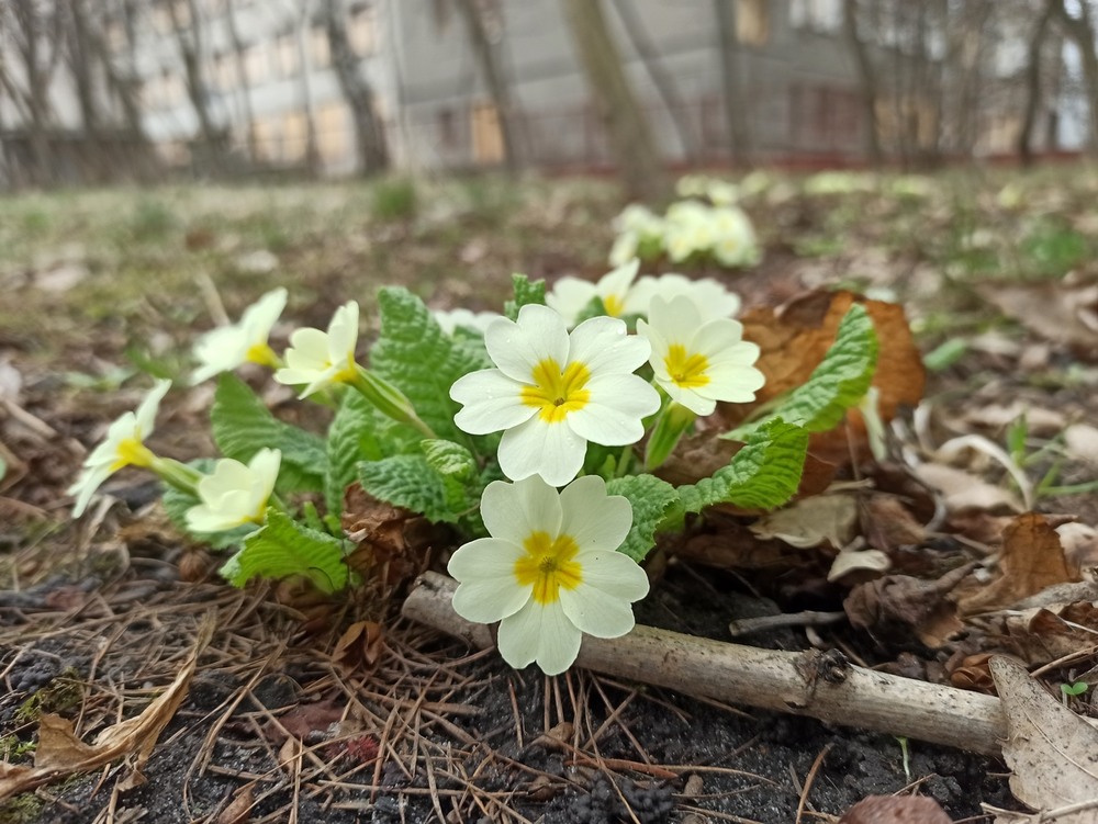 Фотографія Первоцвіт. / Павло Філіпенков / photographers.ua