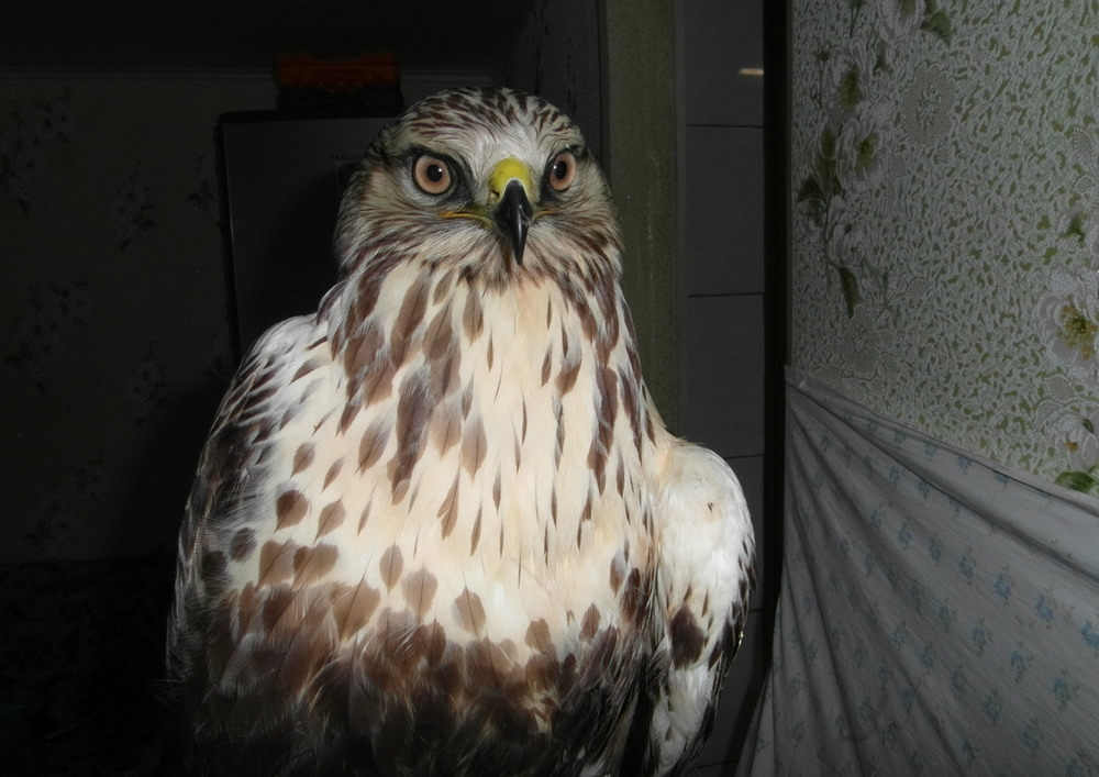 Фотографія Канюк "Сніжок". / Павло Філіпенков / photographers.ua