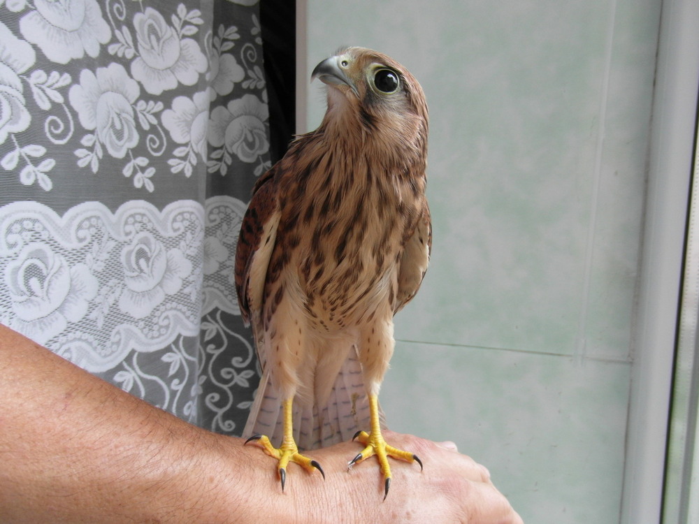 Фотографія Посиділки боривітра. / Павло Філіпенков / photographers.ua