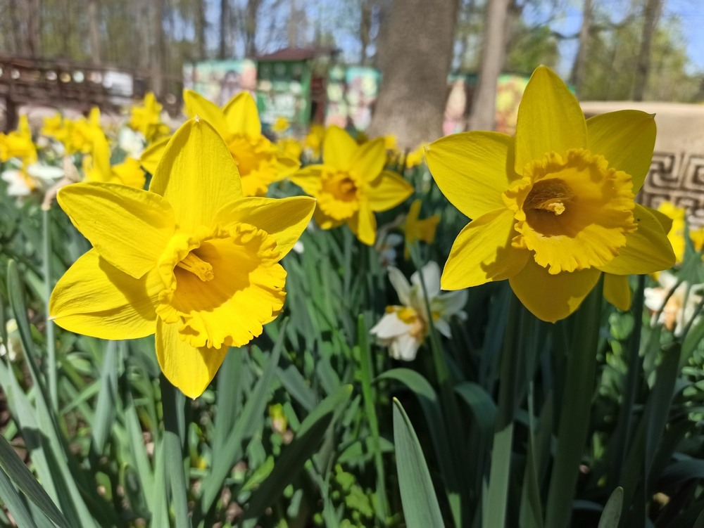 Фотографія Квіти сонця.. / Павло Філіпенков / photographers.ua
