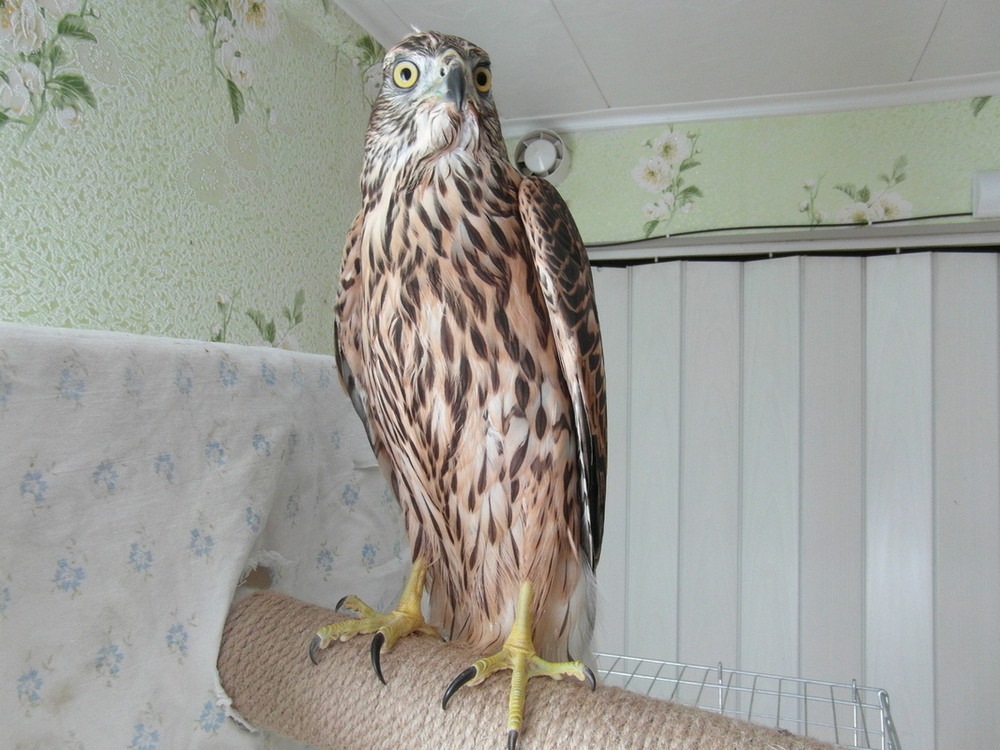 Фотографія "Воїн" / Павло Філіпенков / photographers.ua