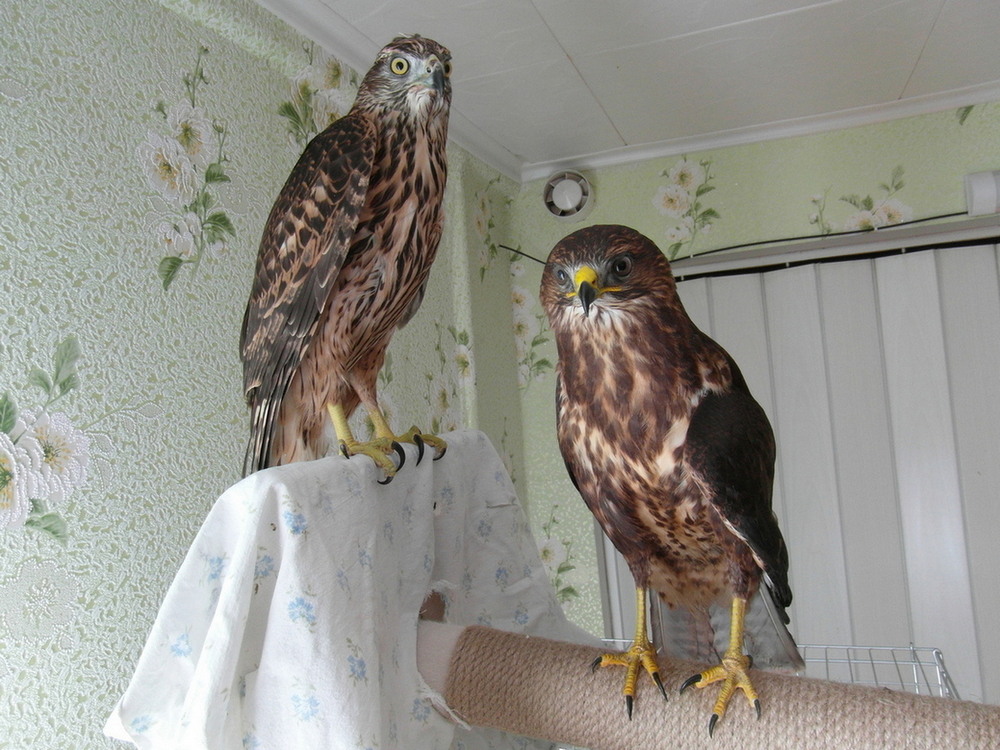 Фотографія Друзяки.. / Павло Філіпенков / photographers.ua