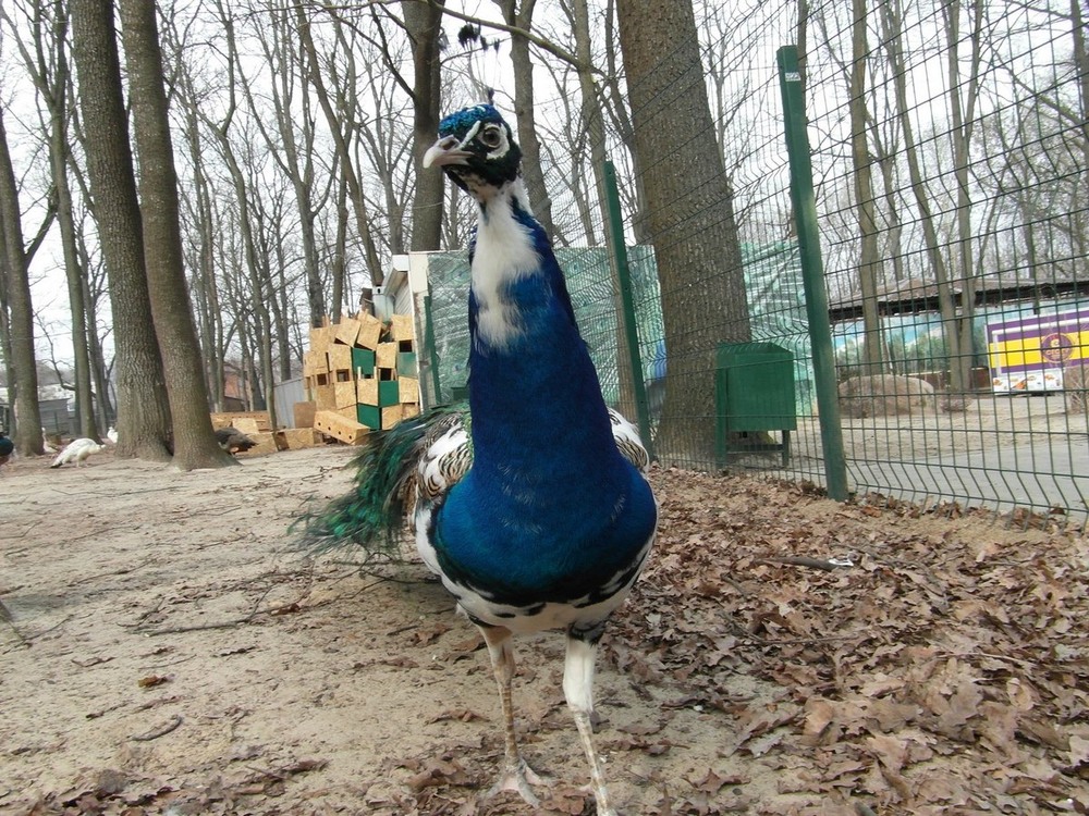 Фотографія Павич "Пуська" / Павло Філіпенков / photographers.ua