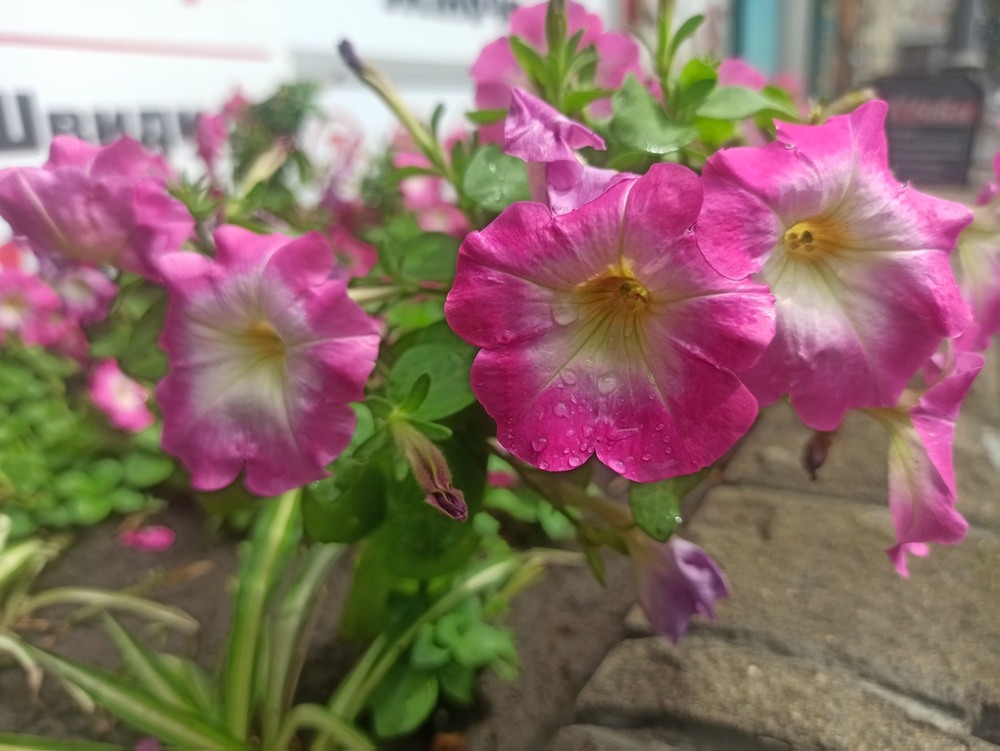 Фотографія Петунії. / Павло Філіпенков / photographers.ua