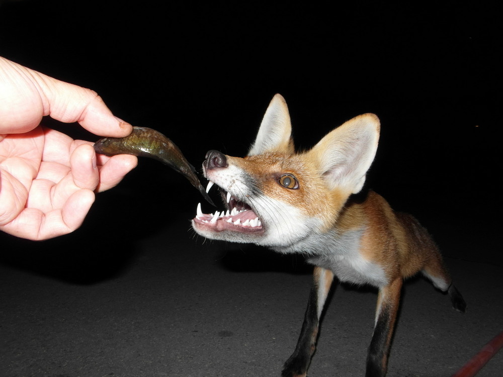 Фотографія Вкуснятинка.. / Павло Філіпенков / photographers.ua