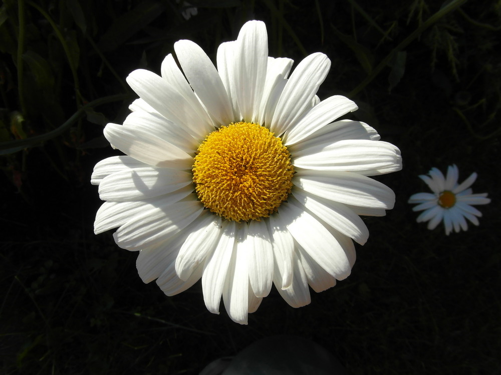 Фотографія "Сонечко".. / Павло Філіпенков / photographers.ua