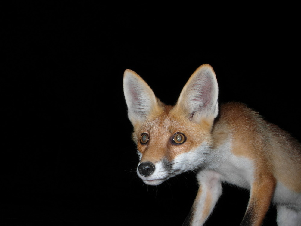 Фотографія Нічний гість. / Павло Філіпенков / photographers.ua
