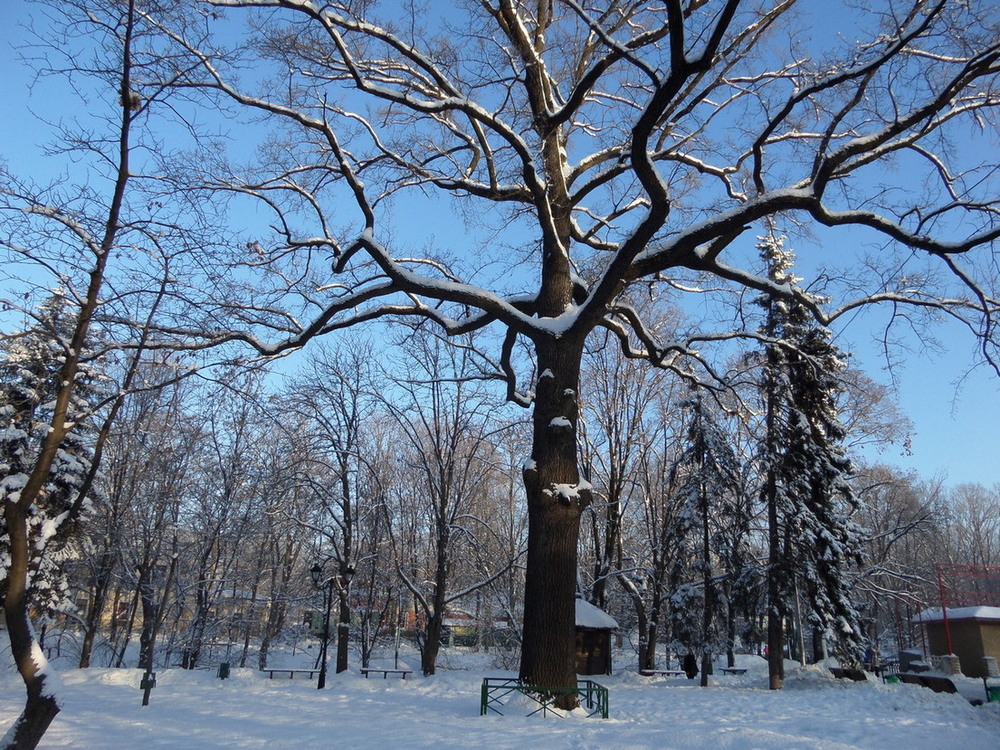 Фотографія Багатовіковий дуб. / Павло Філіпенков / photographers.ua