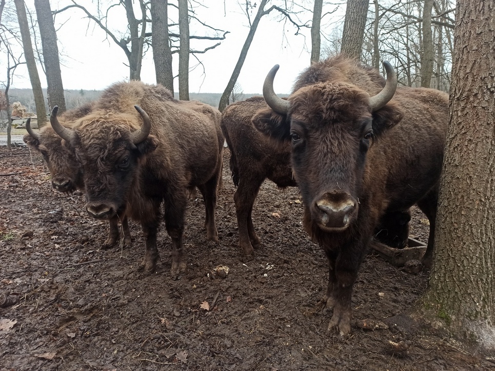 Фотографія "Корівки..". / Павло Філіпенков / photographers.ua