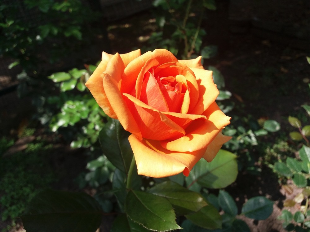 Фотографія Літня троянда. / Павло Філіпенков / photographers.ua