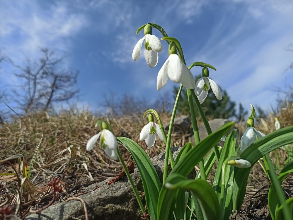 Фотографія Весняний первоцвіт. / Павло Філіпенков / photographers.ua