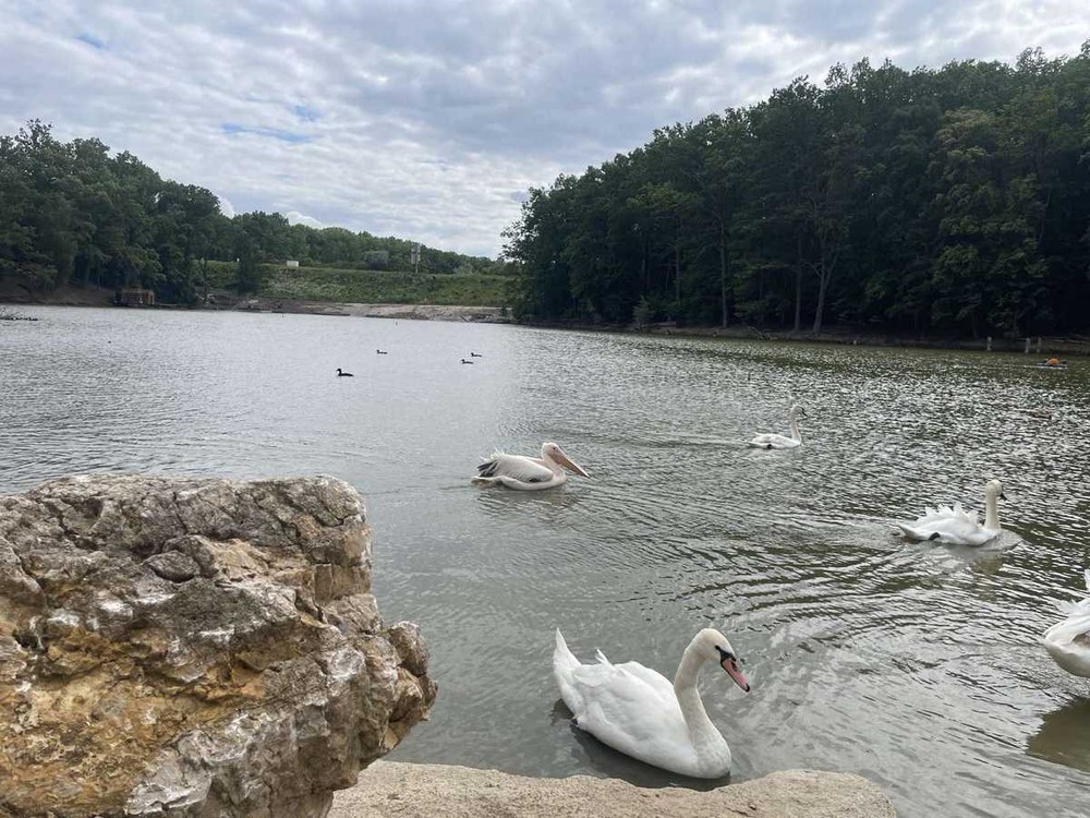 Фотографія Пташиний двір.. / Павло Філіпенков / photographers.ua