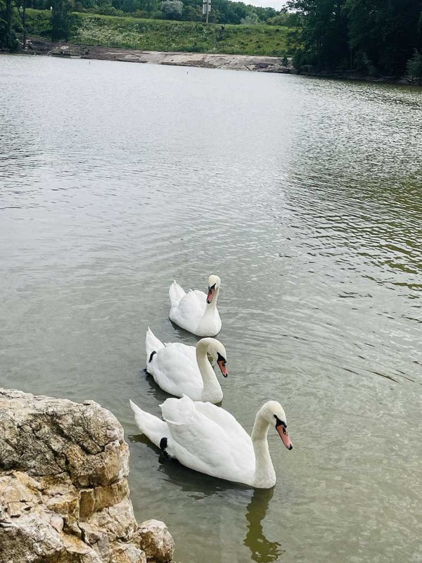 Фотографія Трійця лебедів.. / Павло Філіпенков / photographers.ua