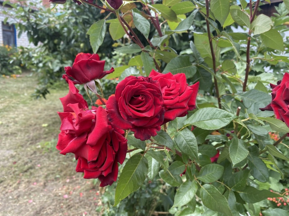 Фотографія Чарівні троянди. / Павло Філіпенков / photographers.ua