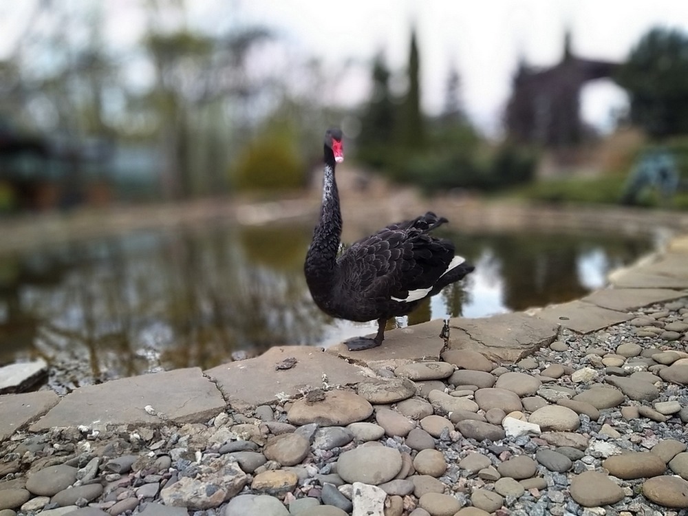 Фотографія "Австралієць". / Павло Філіпенков / photographers.ua