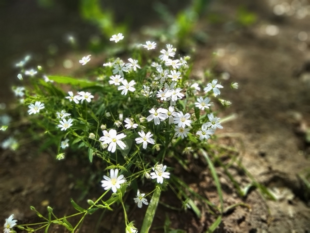 Фотографія Лісові квіти. / Павло Філіпенков / photographers.ua